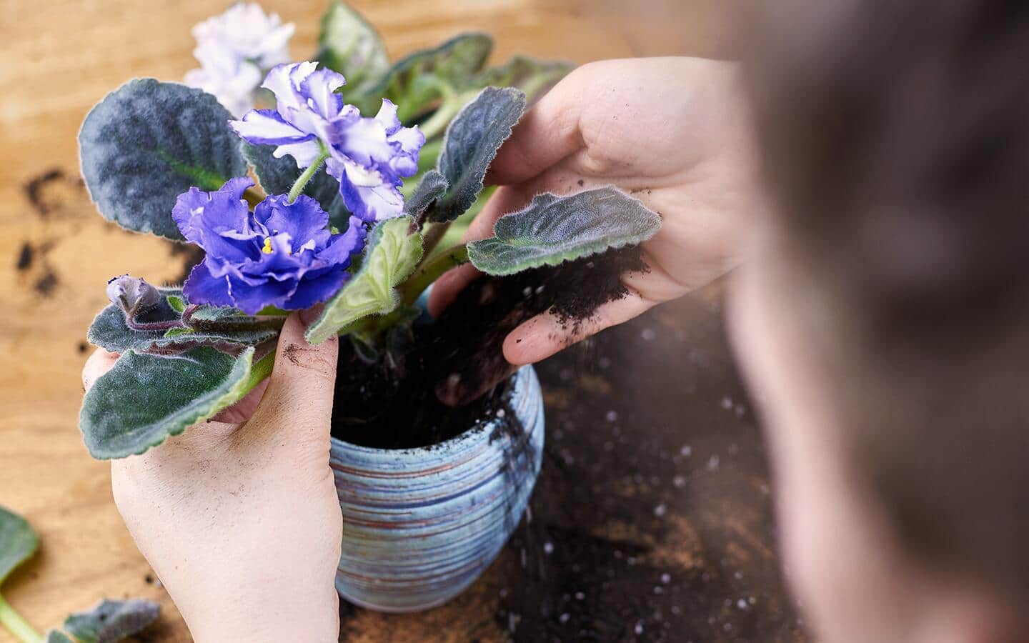 A person pots an African violet in a pretty planter. A person pots an African violet in a pretty planter.