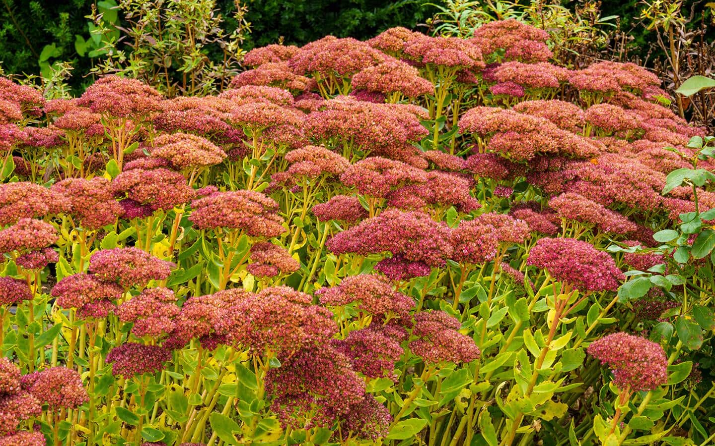 Pink sedum blooms in a garden Pink sedum blooms in a garden