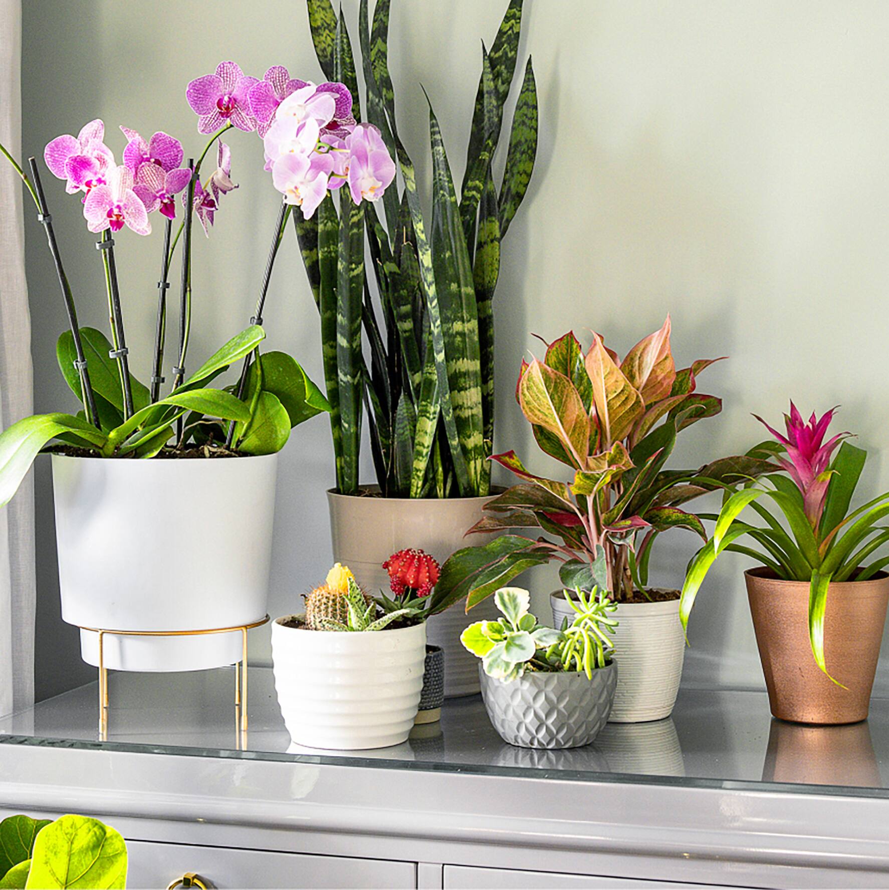 Dorm-Friendly Indoor Plants