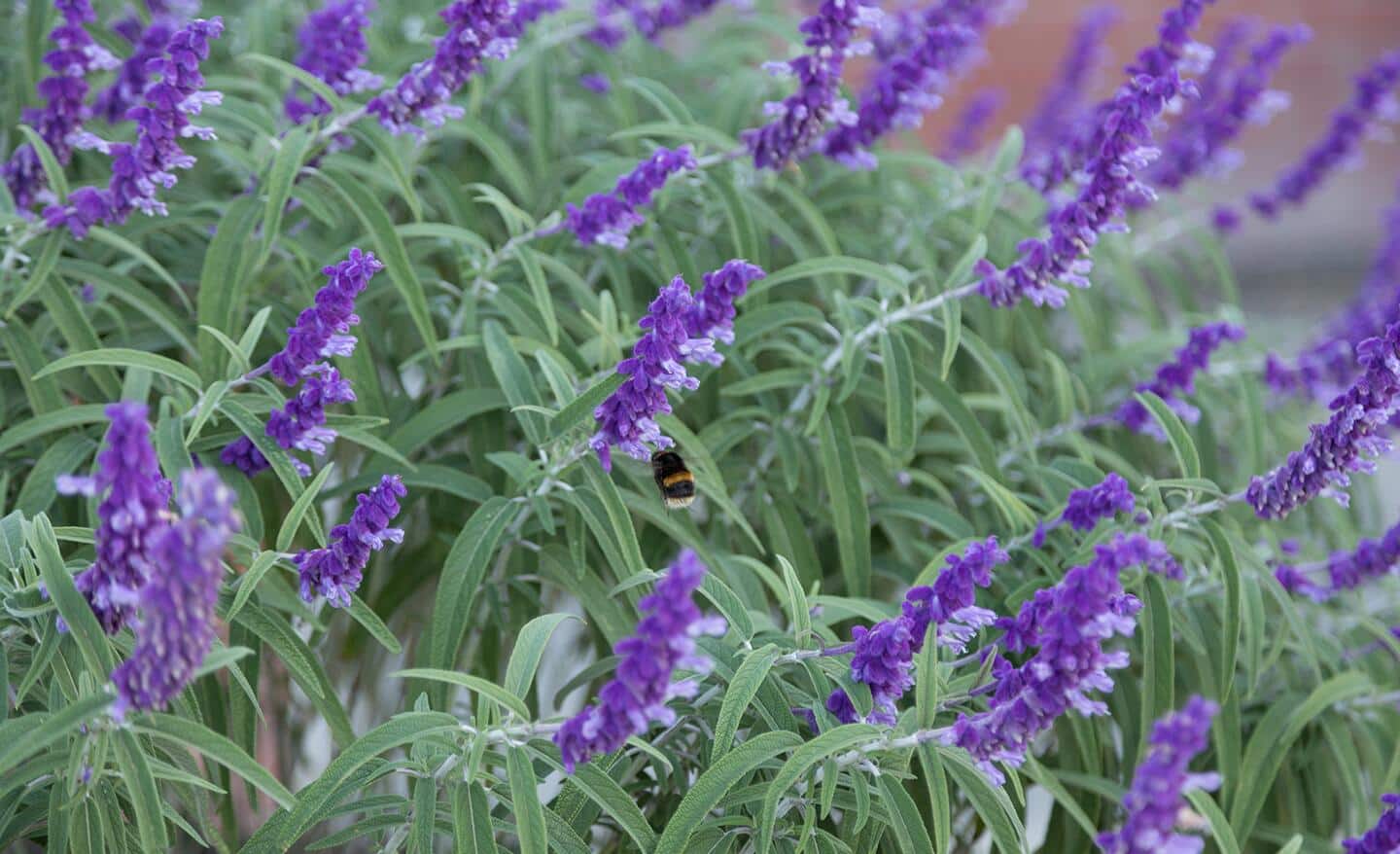 Purple salvia plants in a garden Purple salvia plants in a garden