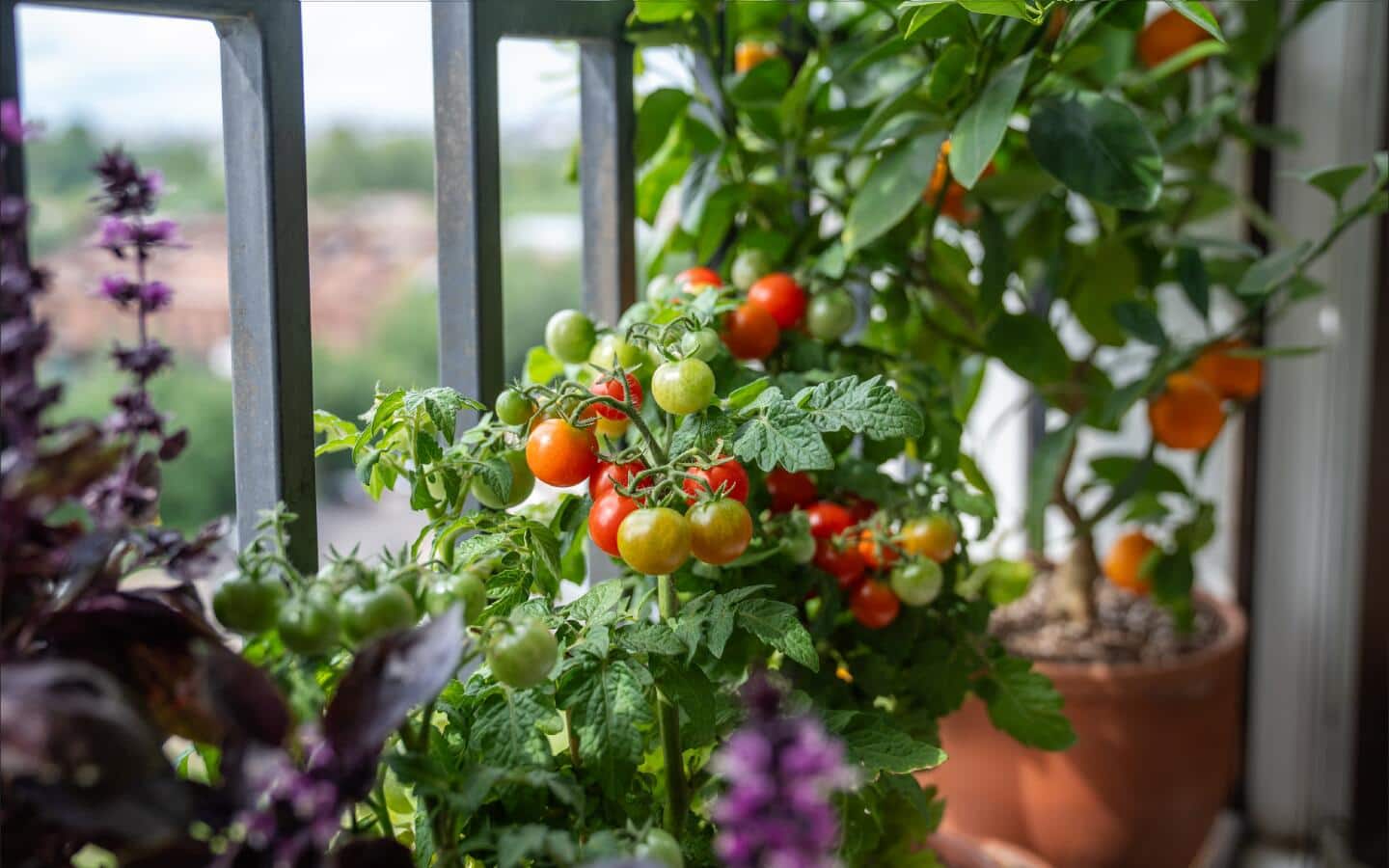 Cherry tomatoes growing on a vine in a patio garden Cherry tomatoes growing on a vine in a patio garden