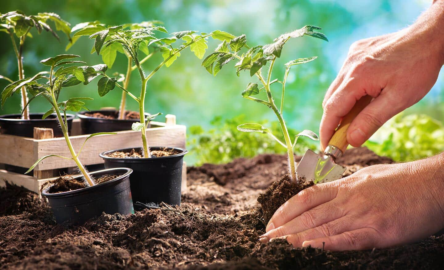 Gardener planting seedlings in a garden bed