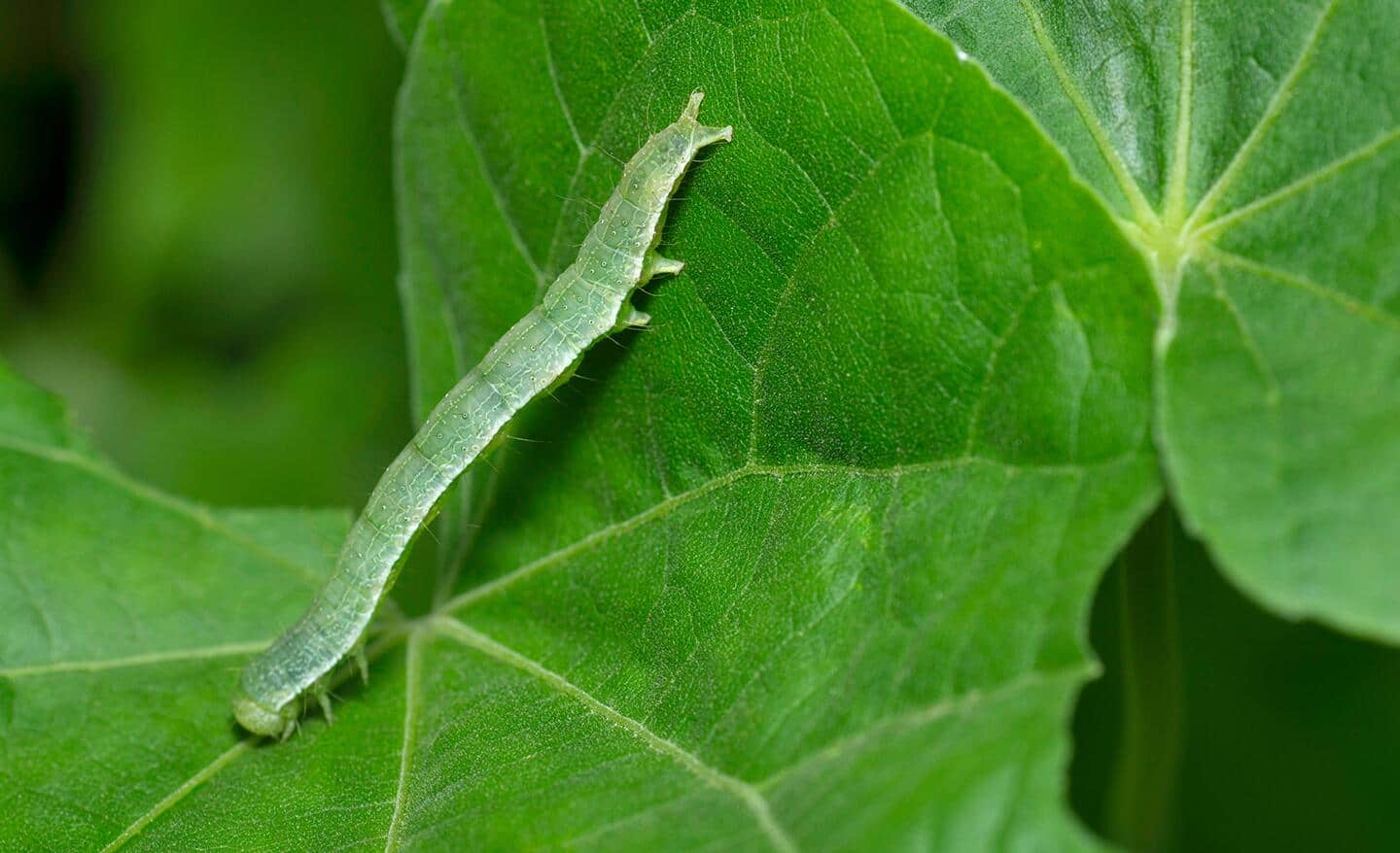 Cabbage looper on a cabbage leaf Cabbage looper on a cabbage leaf