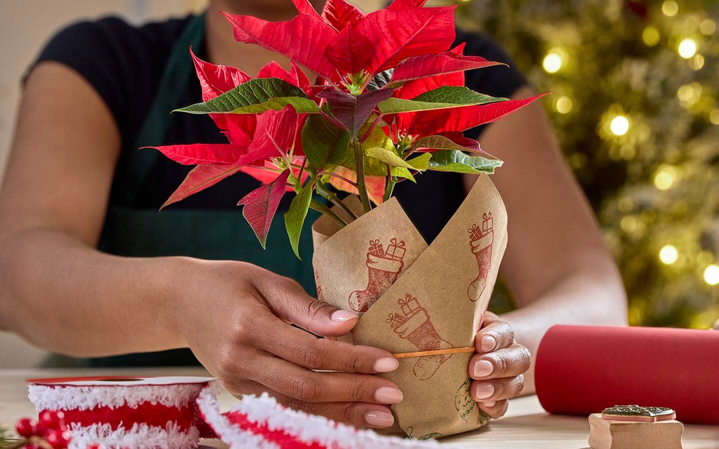 Person holds rubber band in place around poinsettia pot