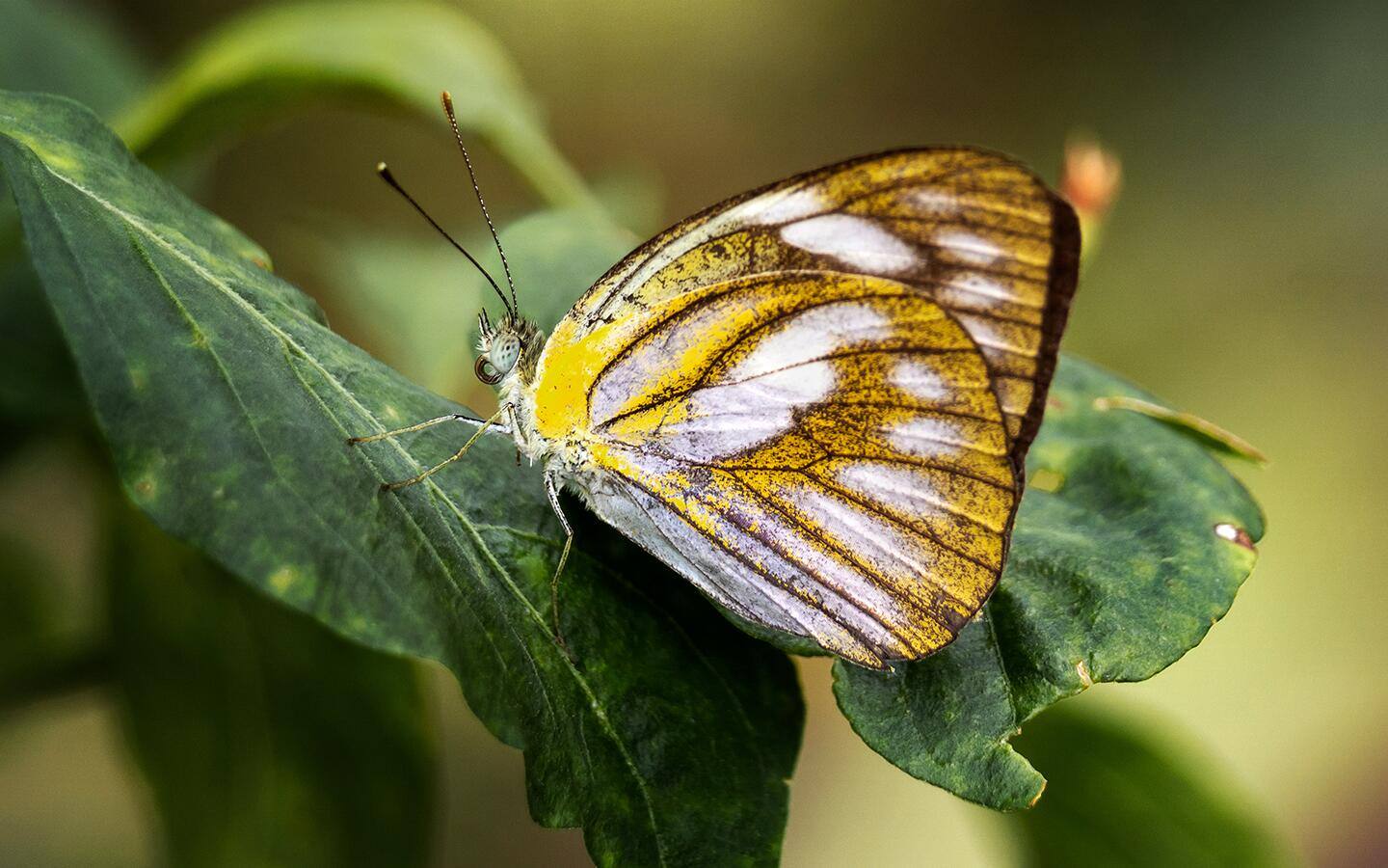 A butterfly rests on a plant.