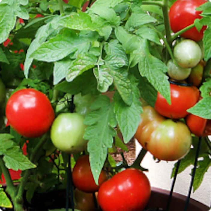 Tomato Plants