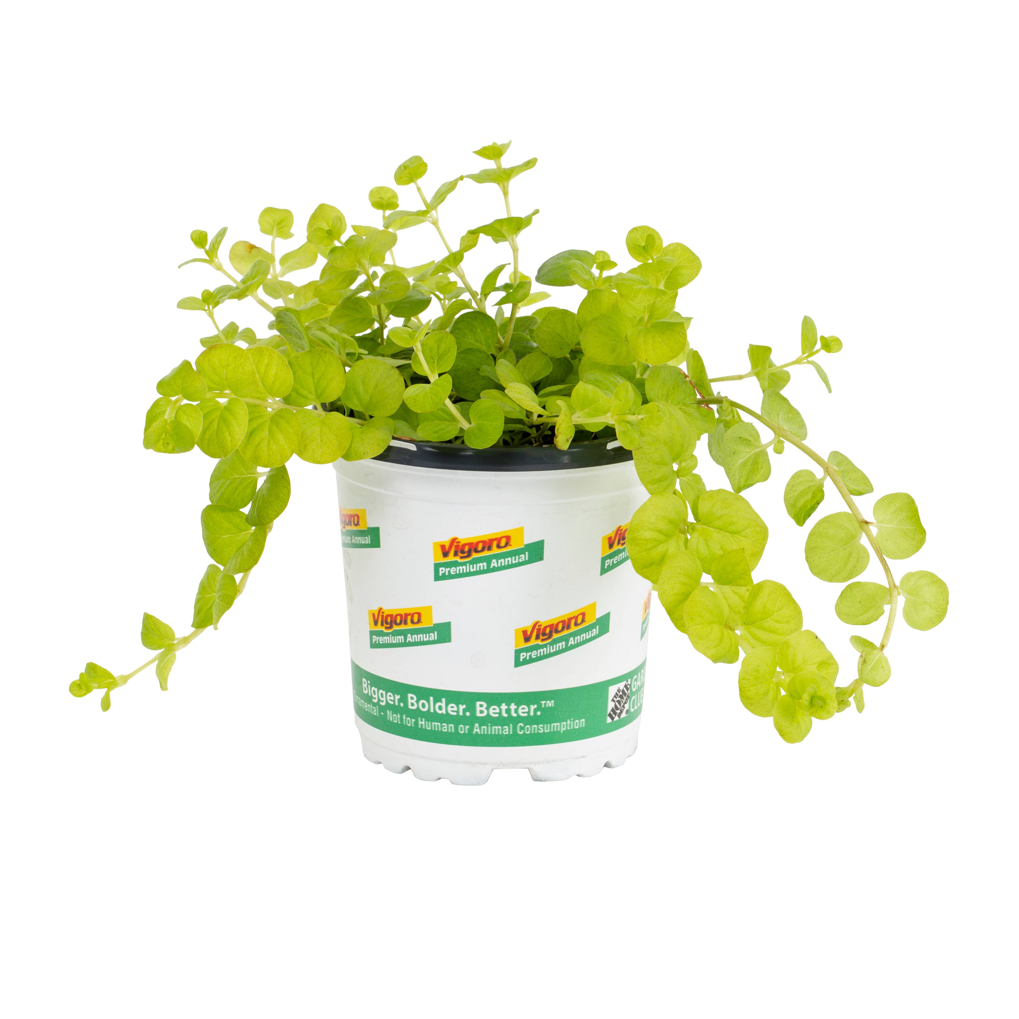 Shop All Perennials