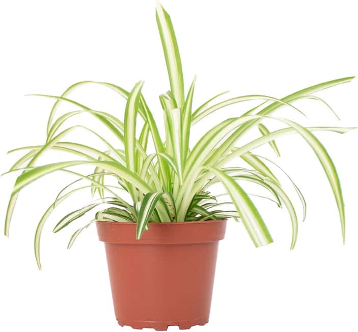 Spider Plant