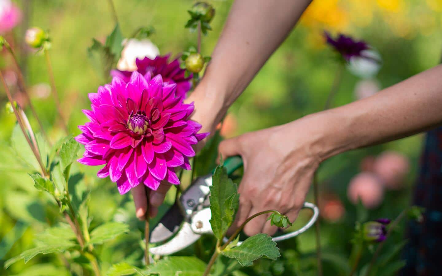 Gardener uses pruners to snip a pink dahlia bloom in a garden