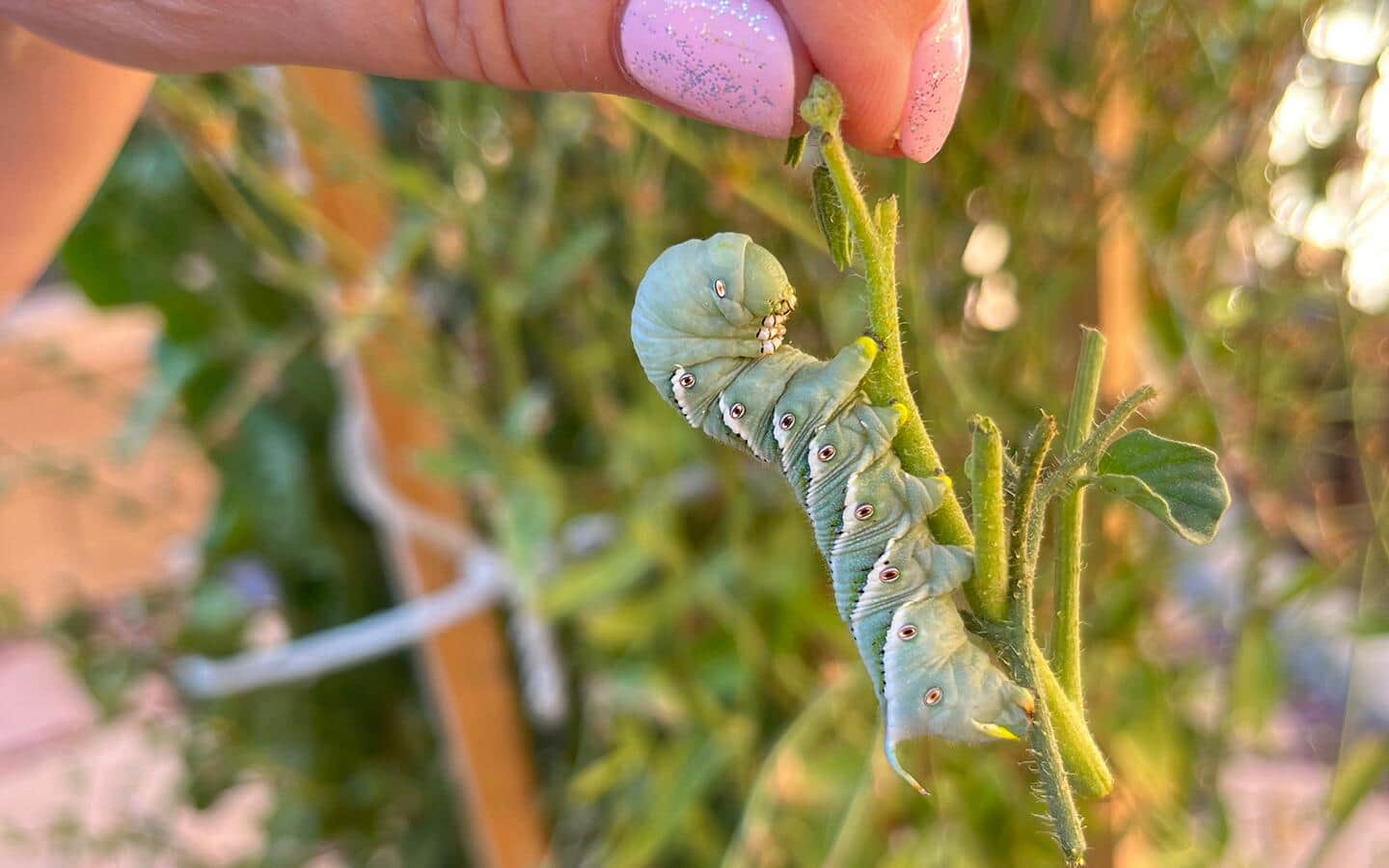 Tomato hornworm caterpillar in a vegetable garden Tomato hornworm caterpillar in a vegetable garden