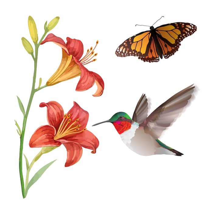 Attract Butterflies and Hummingbirds