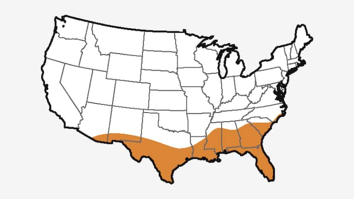 Image for Deep South & Gulf Region Grass Types 