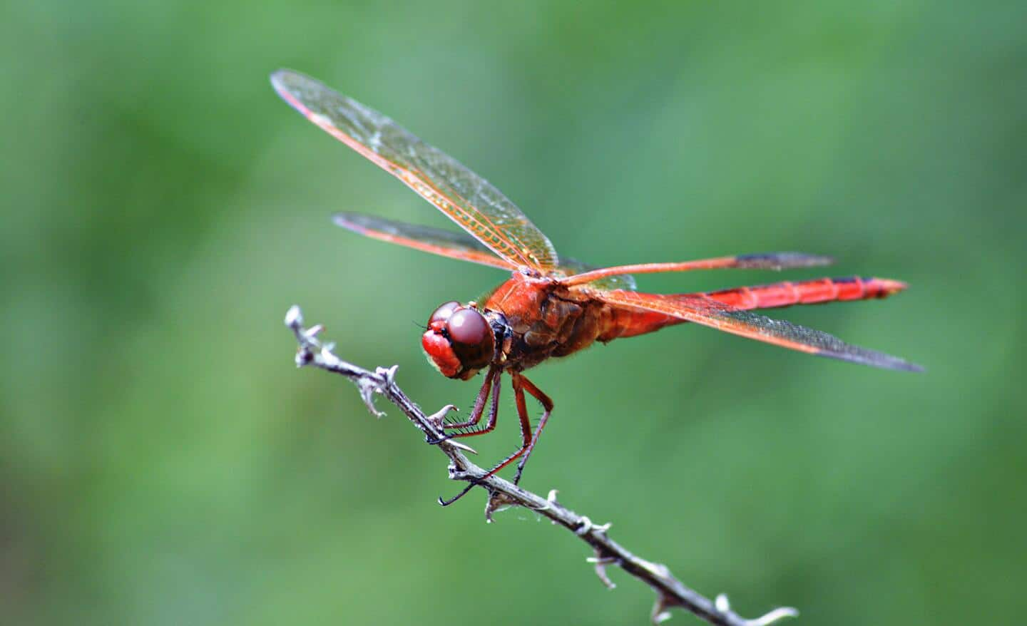 Dragonfly lands on a branch in a garden