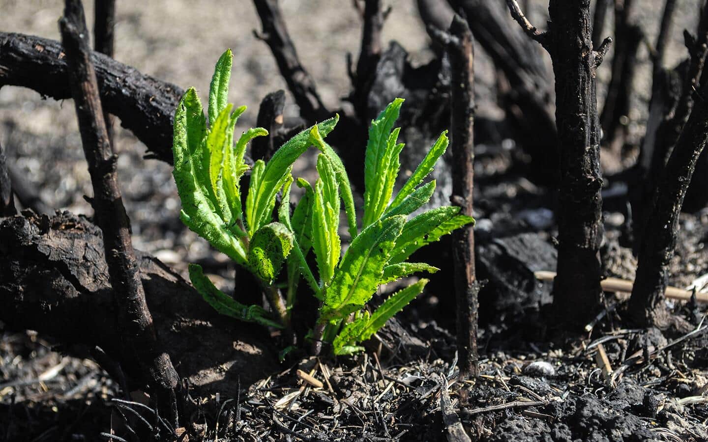 Greenery sprouting from soil in the ground.