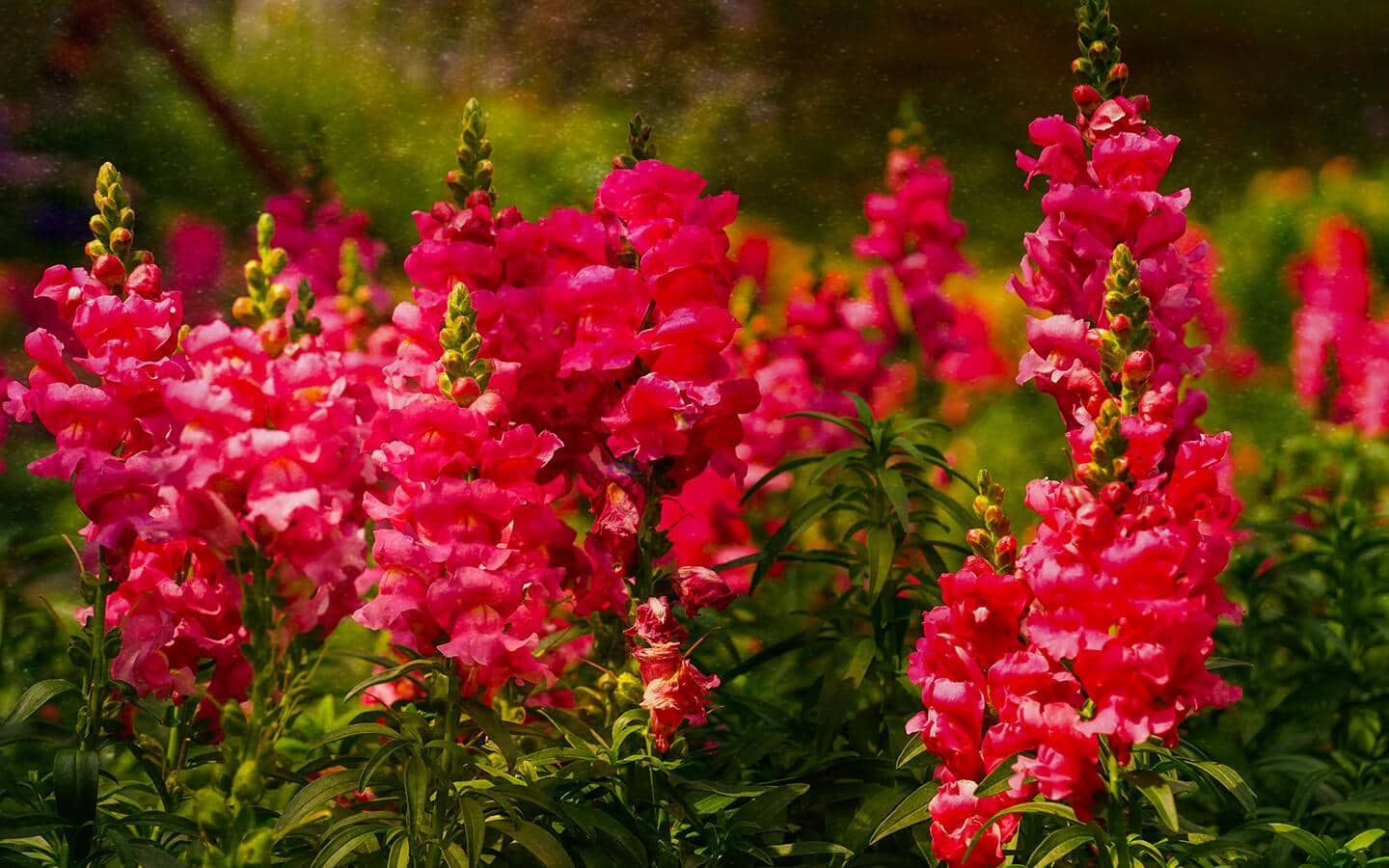 Snapdragons basking in the sun. Snapdragons basking in the sun.