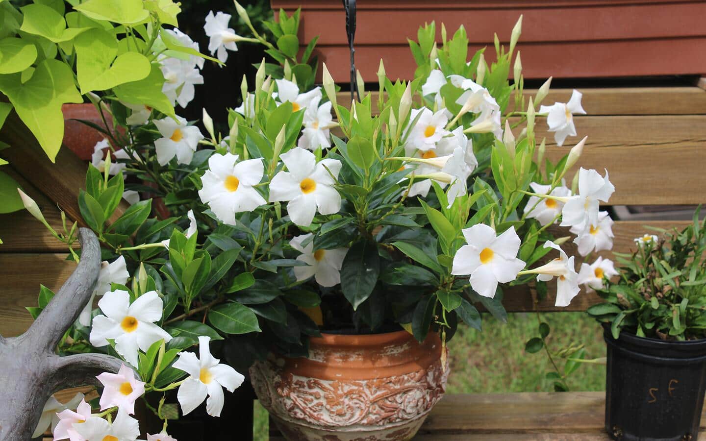 Rio dipladenia in a flower pot