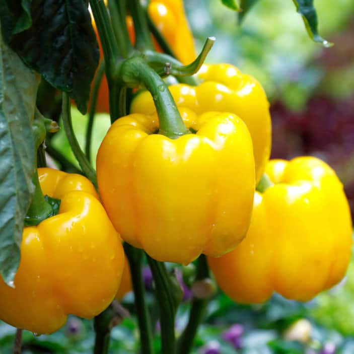 How to Grow Peppers