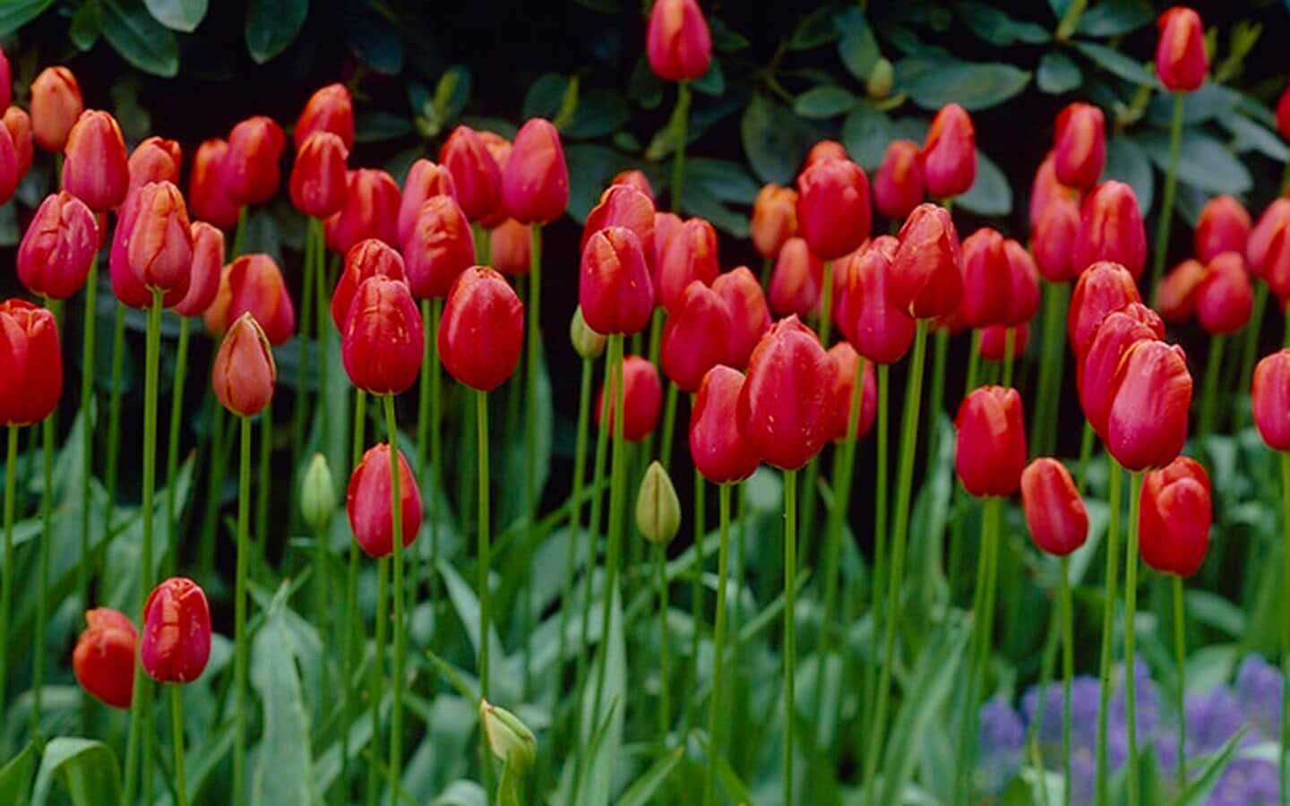 Types of Spring Flowers - The Home Depot