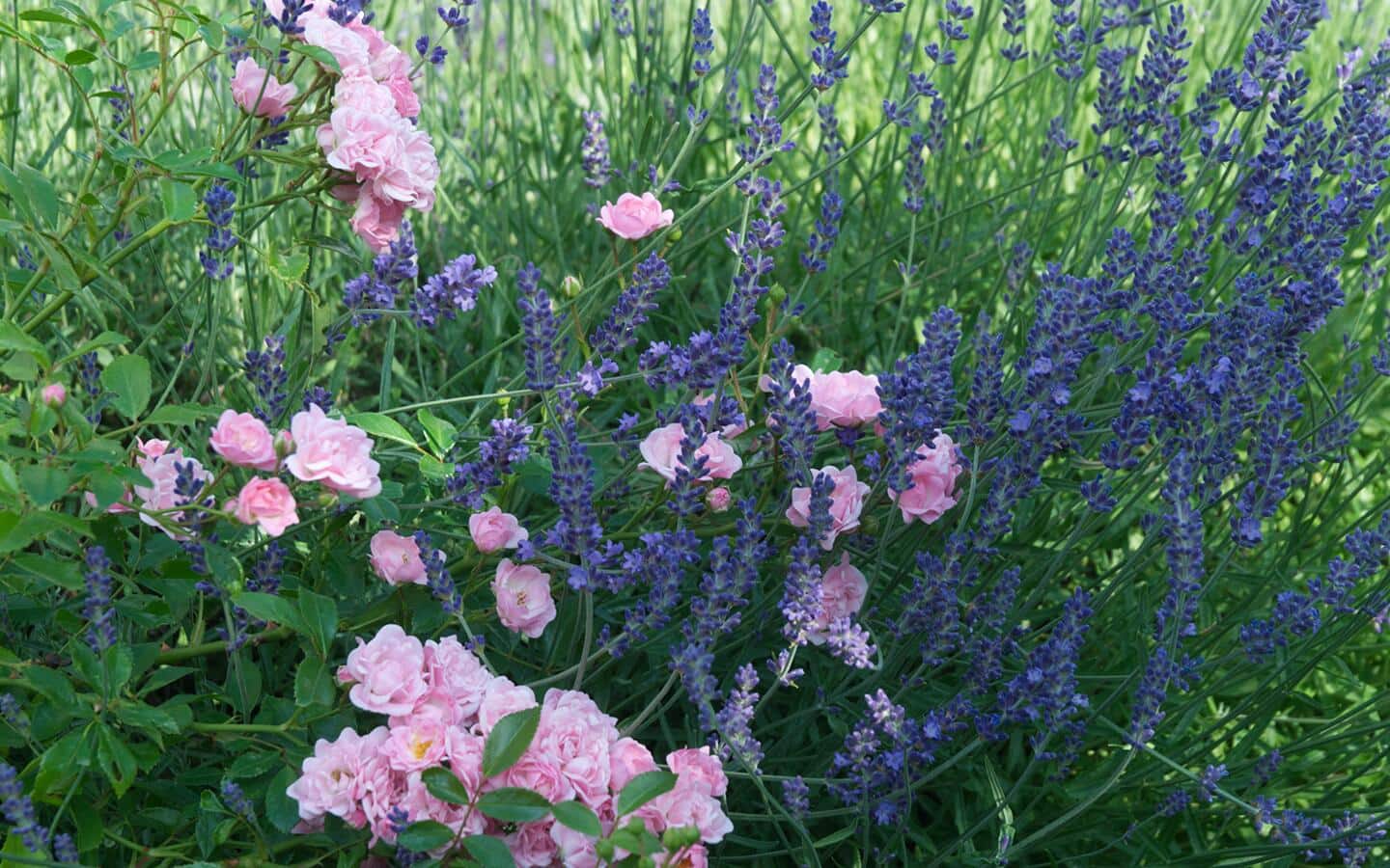 Pink and purple flowers blooming in a lush, green garden.
