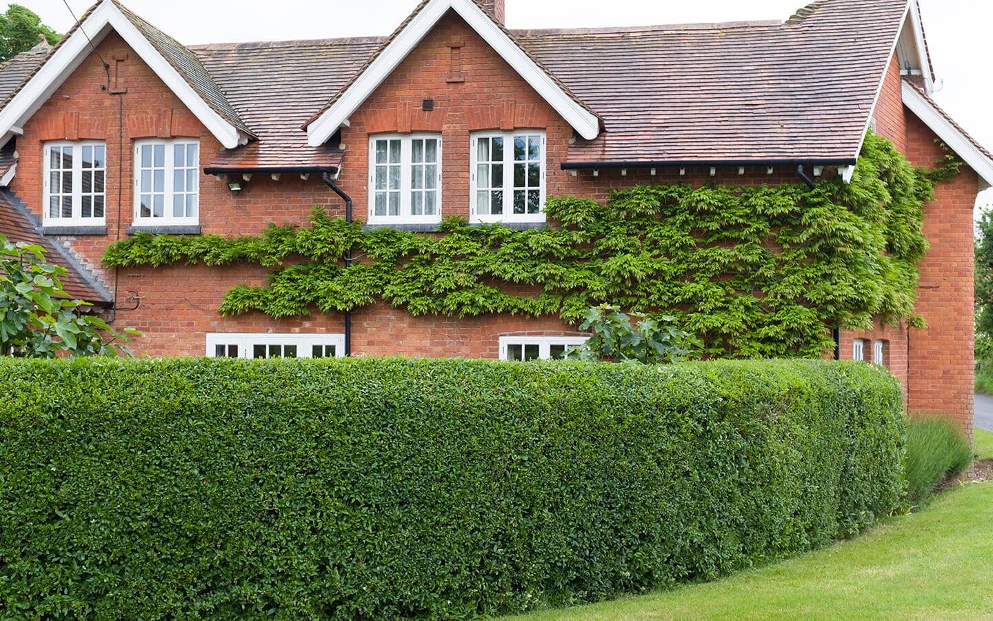 A brick house with a formal evergreen hedge wrapping around the landscape A brick house with a formal evergreen hedge wrapping around the landscape
