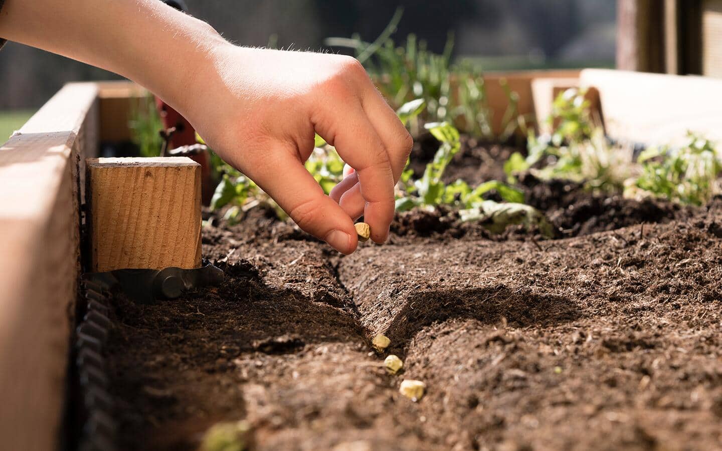 Gardener plants seed in soil in raised garden bed Gardener plants seed in soil in raised garden bed