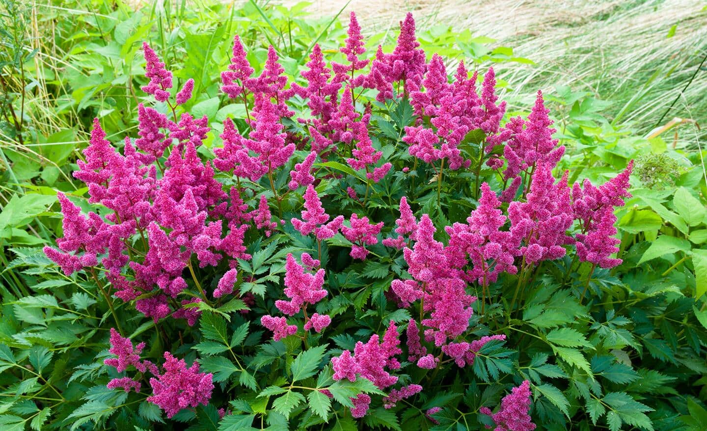 Pink astilbe in bloom Pink astilbe in bloom