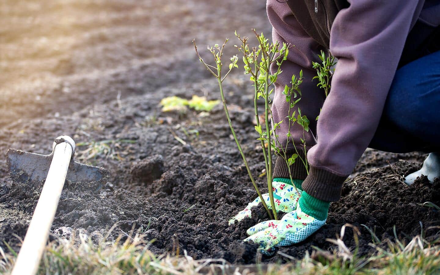 Someone planting a small blueberry bush in a rain garden.