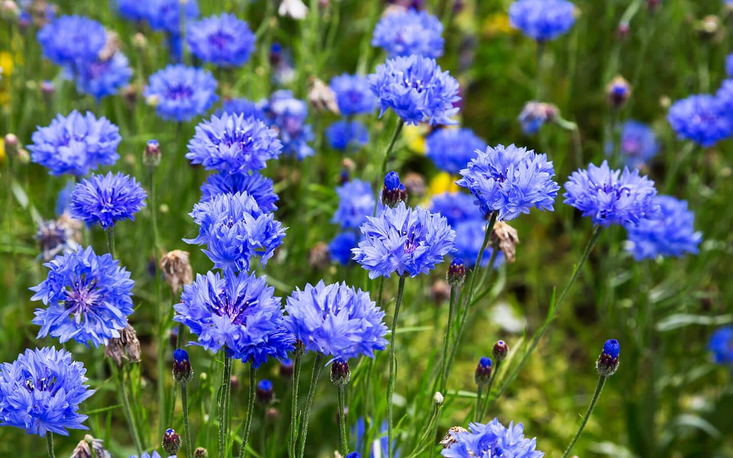 Bachelor buttons growing in a wildflower garden.