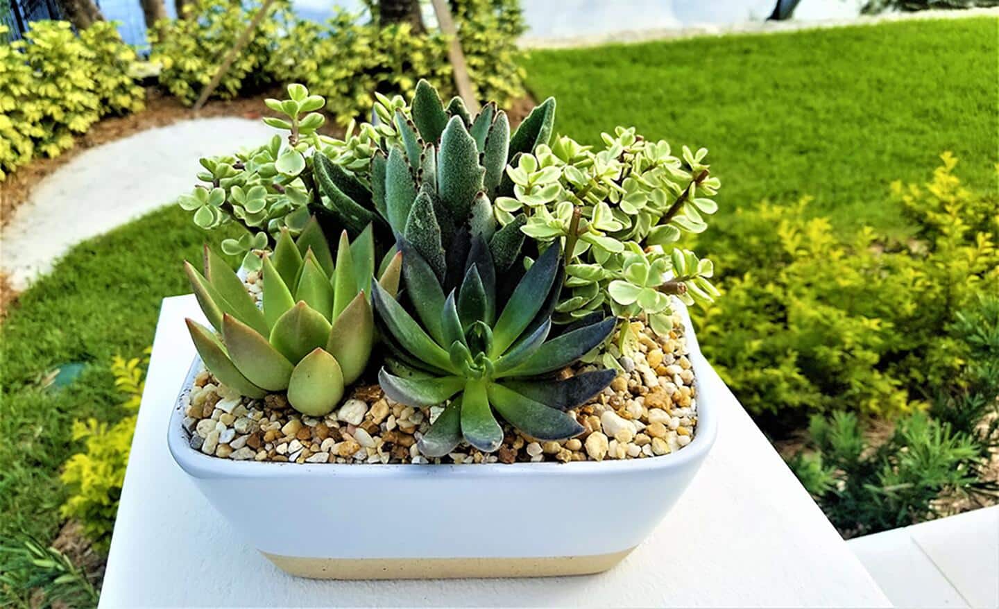 A bowl of succulents outside in a garden