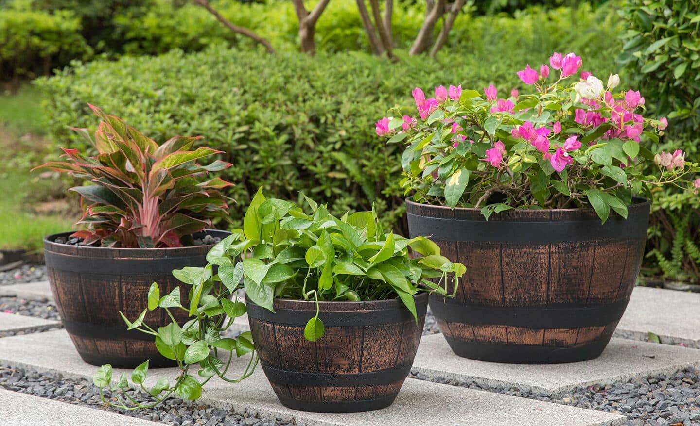 Plants in different sizes of flower pots