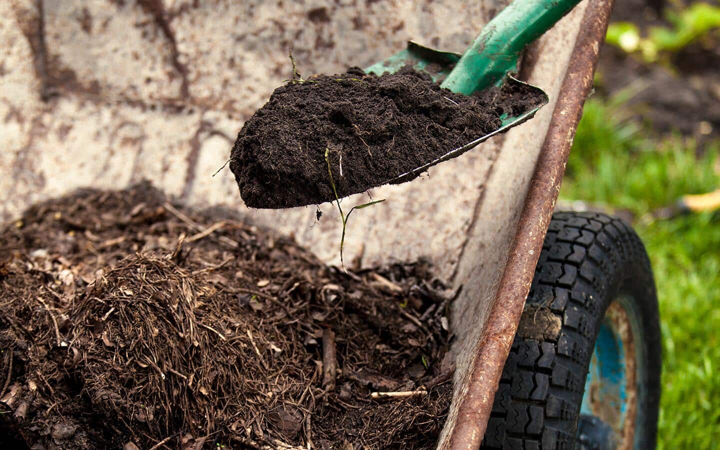 A shovel full of mulch held over a wheelbarrow full of mulch