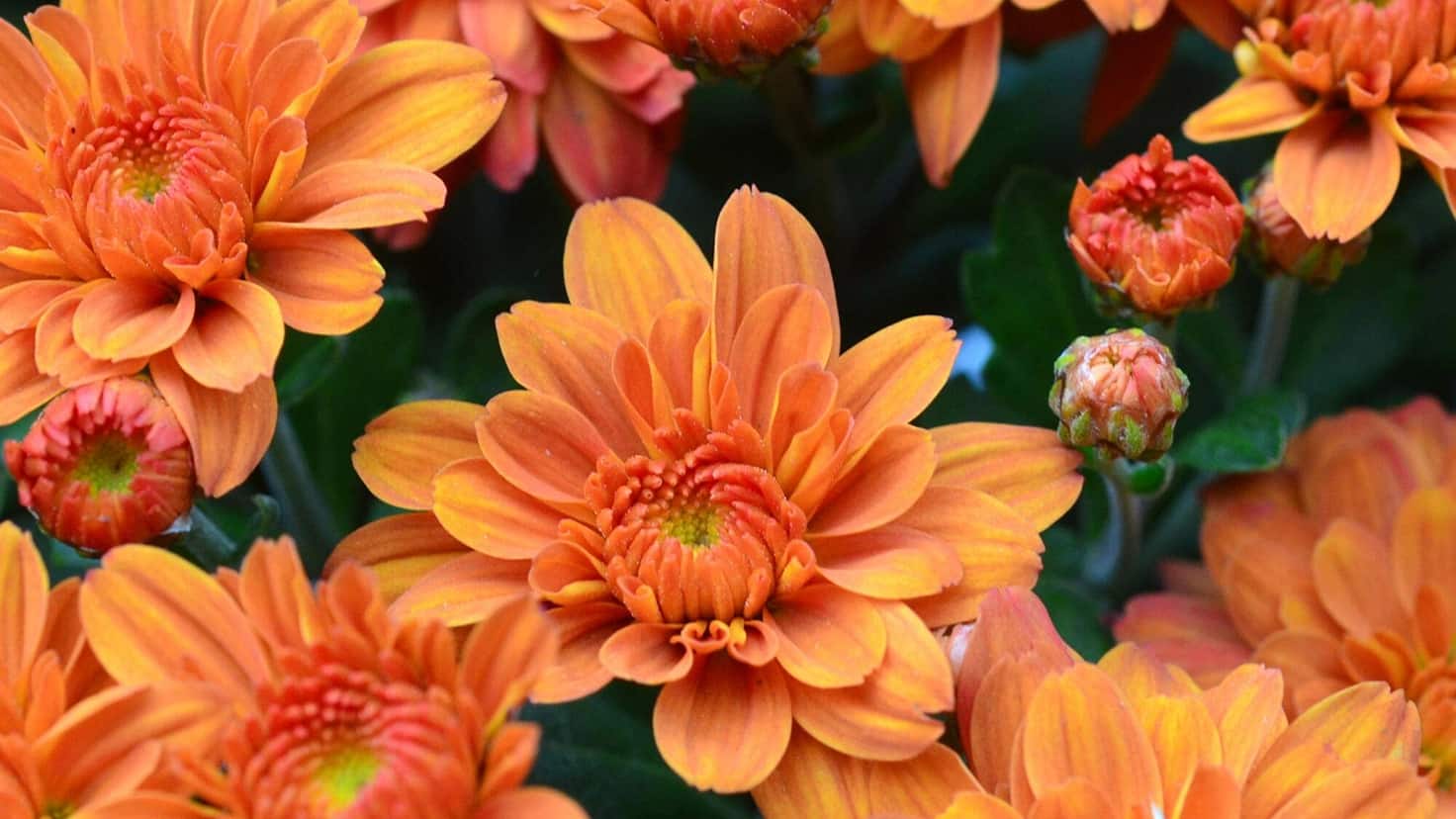 Image for FRESH MUMS FOR FALL