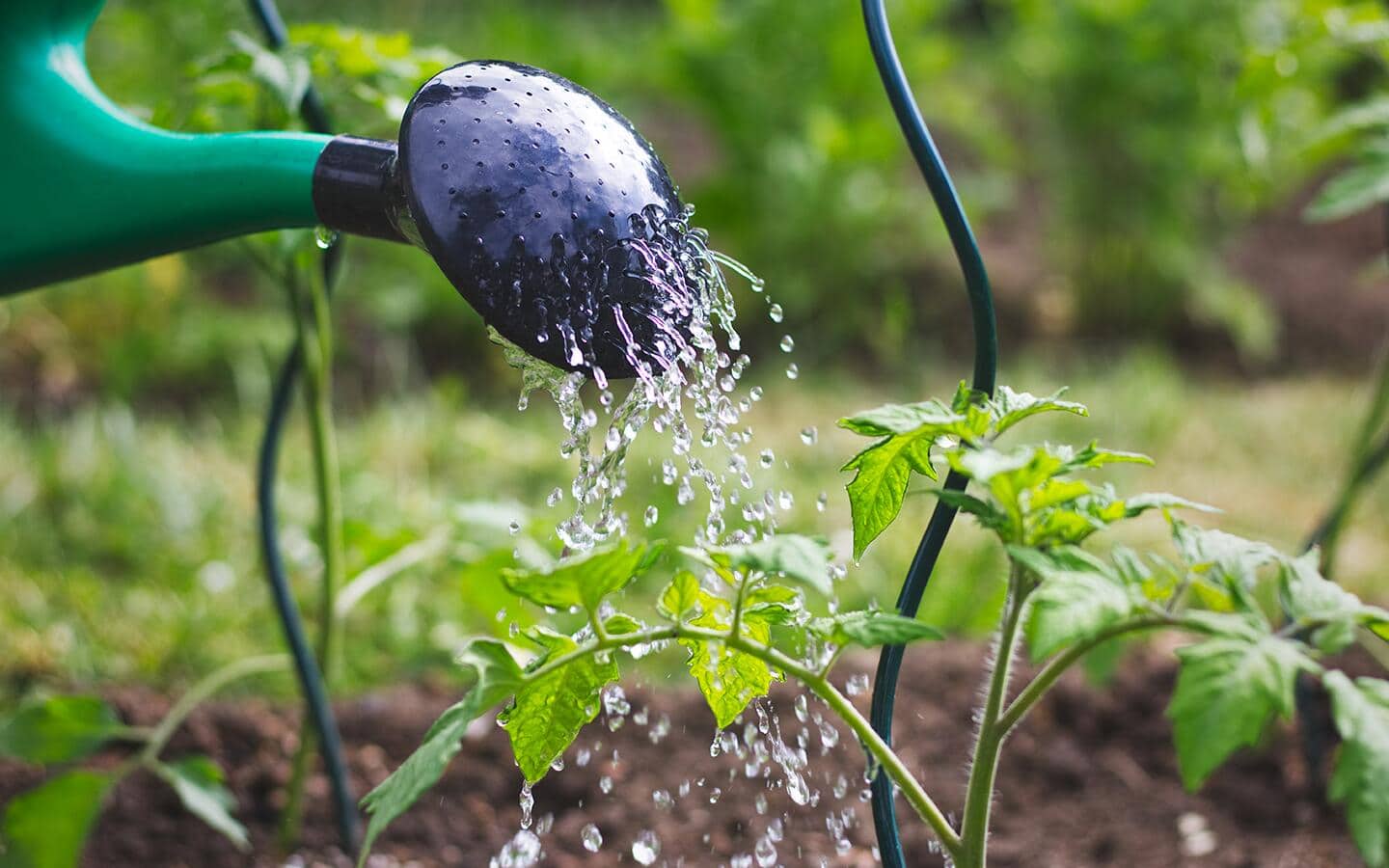 Water from a watering can sprinkles on a tomato plant Water from a watering can sprinkles on a tomato plant