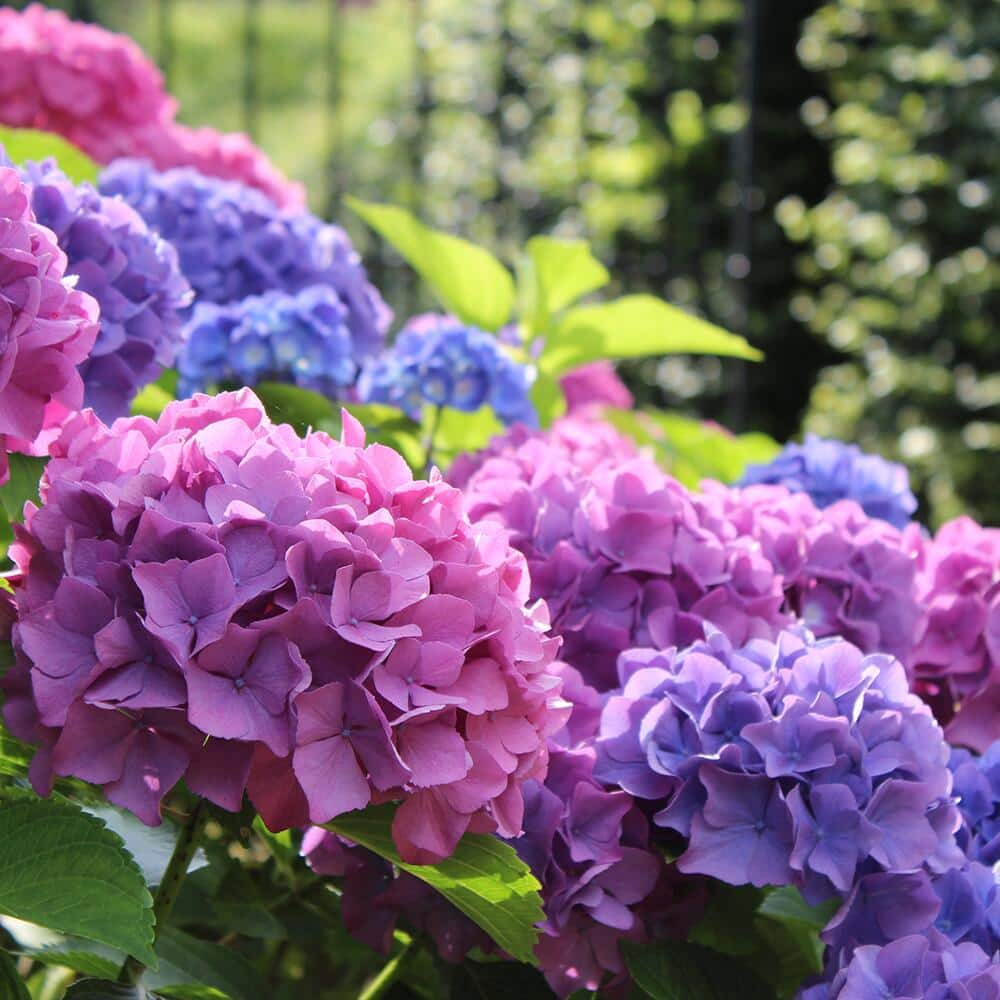 Types of Hydrangeas