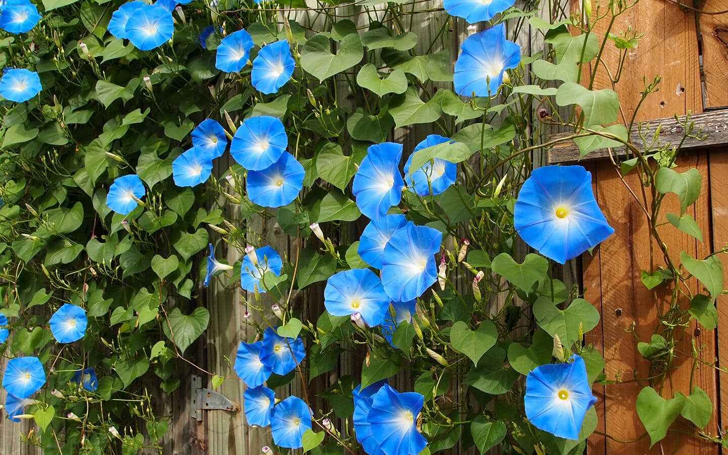Blue morning glories bloom along a wooden fence. Blue morning glories bloom along a wooden fence.