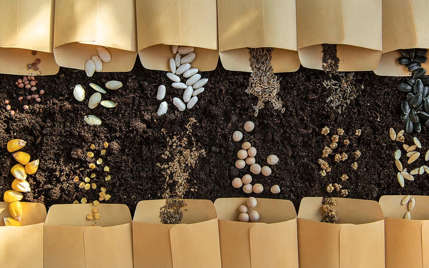 A variety of seeds spilling out of different brown paper envelopes.