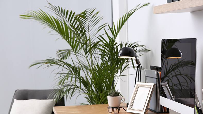Try These Houseplants for Healthy Living