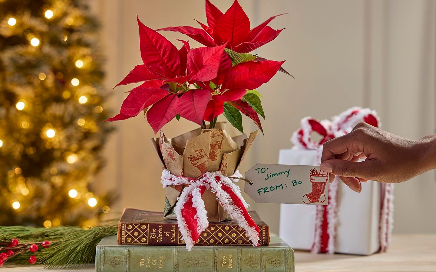 Poinsettia plant with brown paper wrapping and a red bow and a gift tag in a Christmas setting 