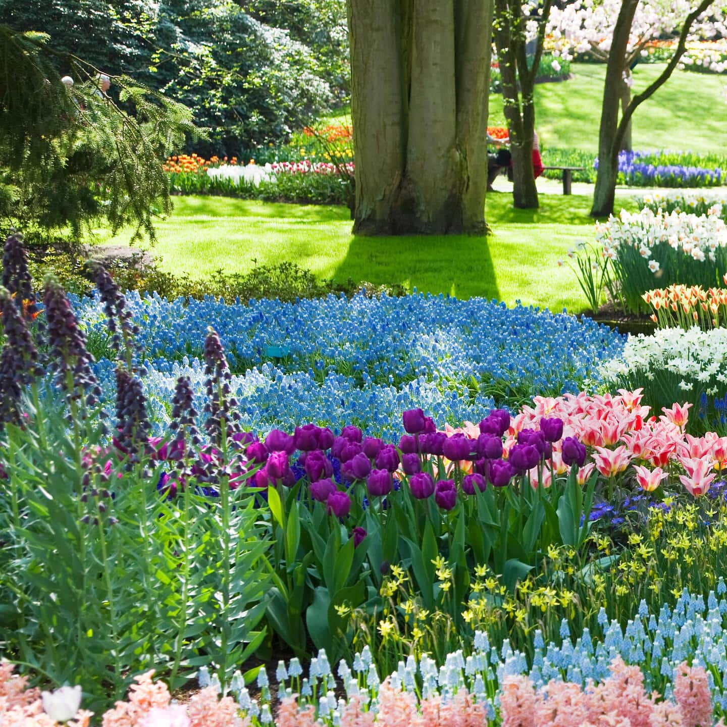 20 Green Flowers - Pretty Garden Blooms