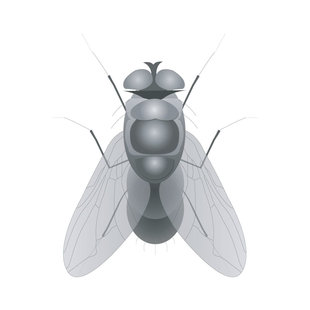 Image for Flies