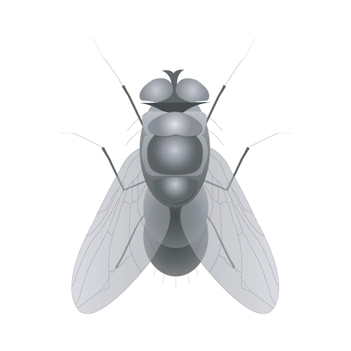How to Get Rid of Flies in a Restaurant  The Bug Master Pest Control and  Disinfecting