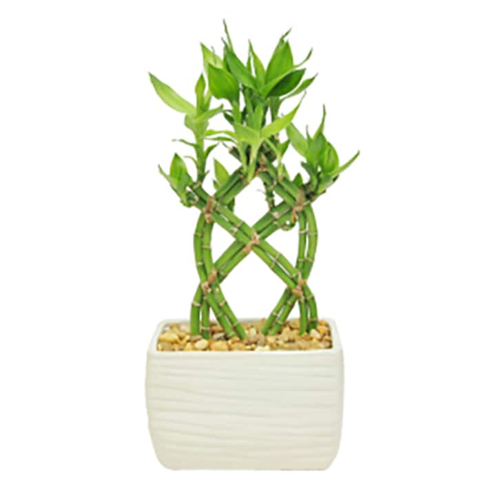 Image for Potted Indoor Plants