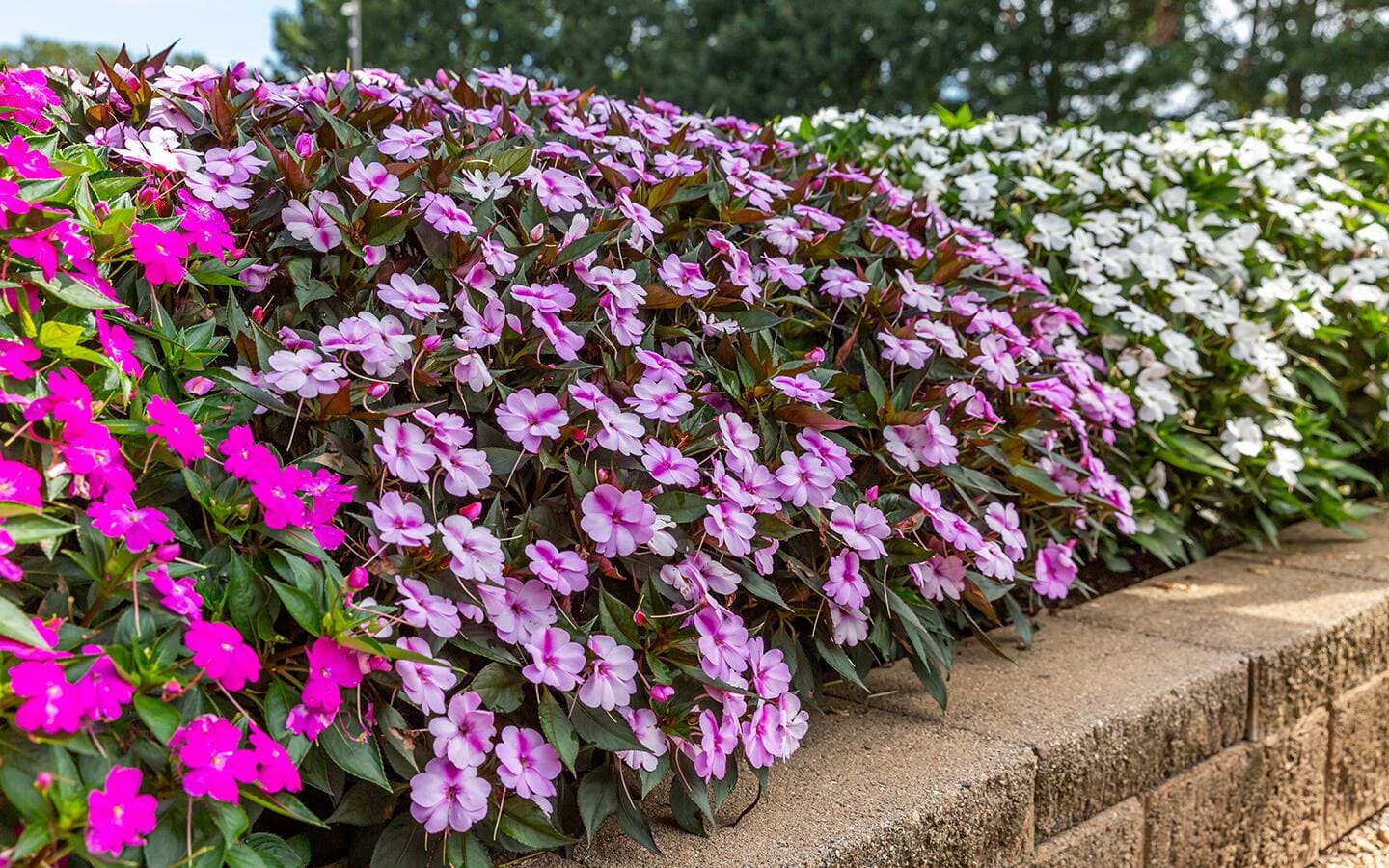 Pink, purple and white New Guinea impatiens in a garden border along a paver wall Pink, purple and white New Guinea impatiens in a garden border along a paver wall