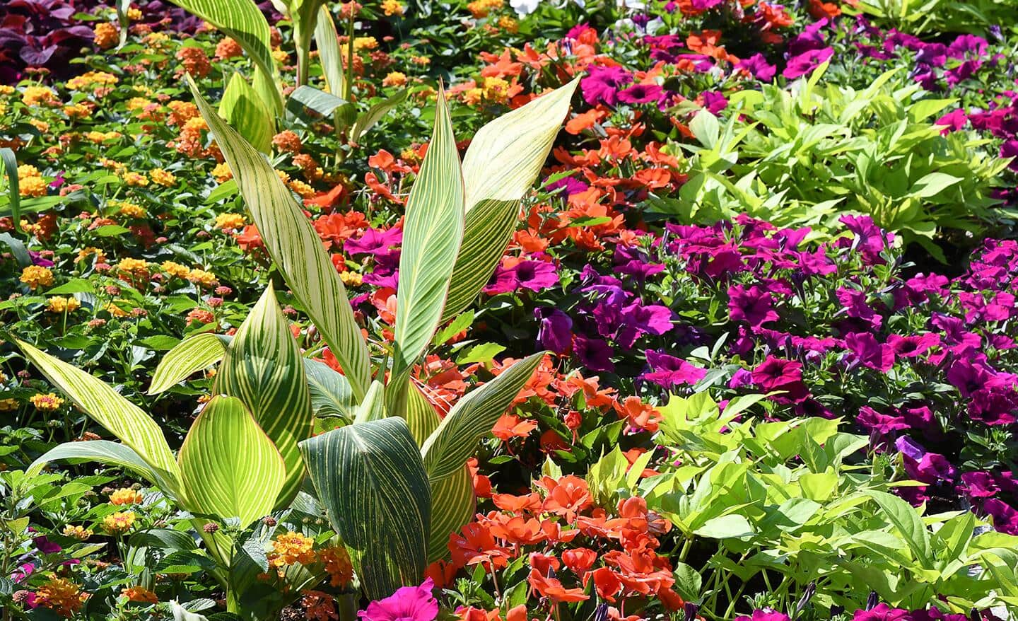 Cannas and more annual and perennial blooms in a garden display