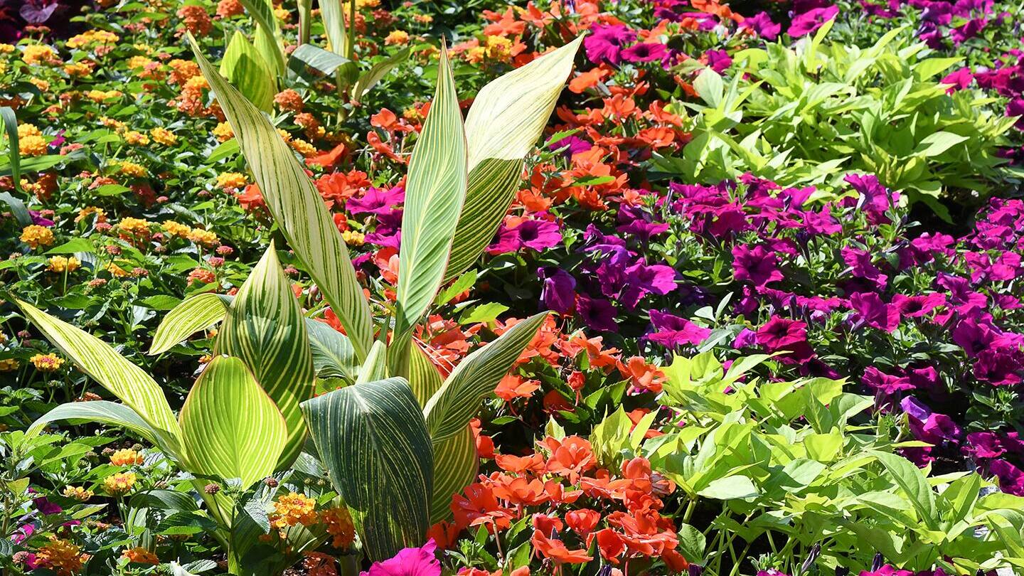 Annuals vs. Perennials