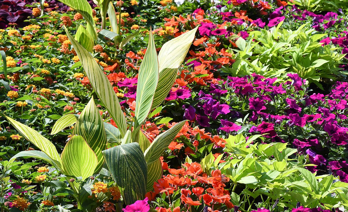 Annuals vs. Perennials