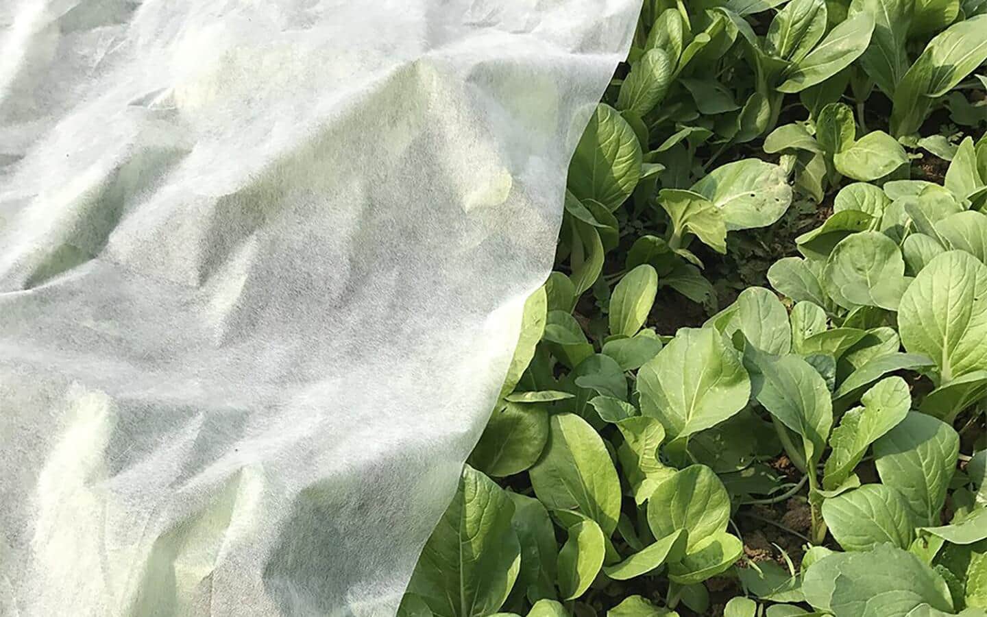 A floating row cover protecting tender greens in a fall vegetable garden. 