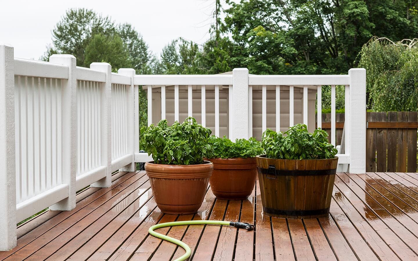Potted plants on a deck by a white handrail. Potted plants on a deck by a white handrail.