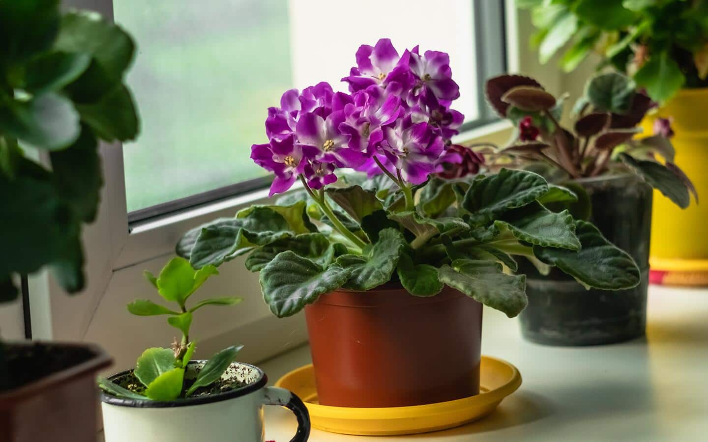 Indoor Plants for Mother's Day - The Home Depot