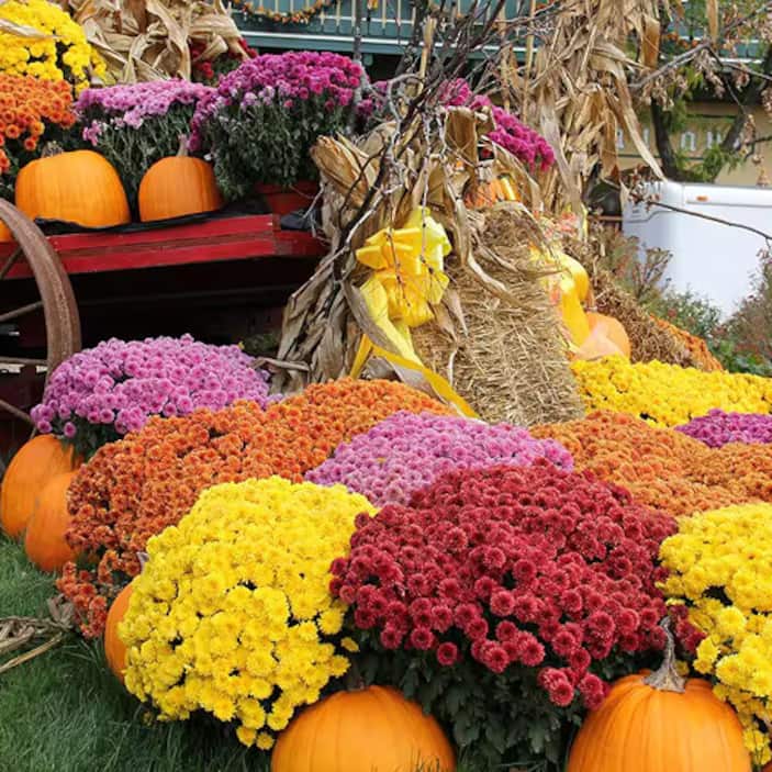 Mums Buying Guide